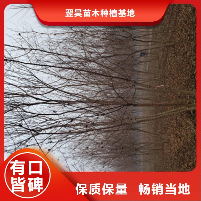 法桐垂丝海棠多年厂家可靠