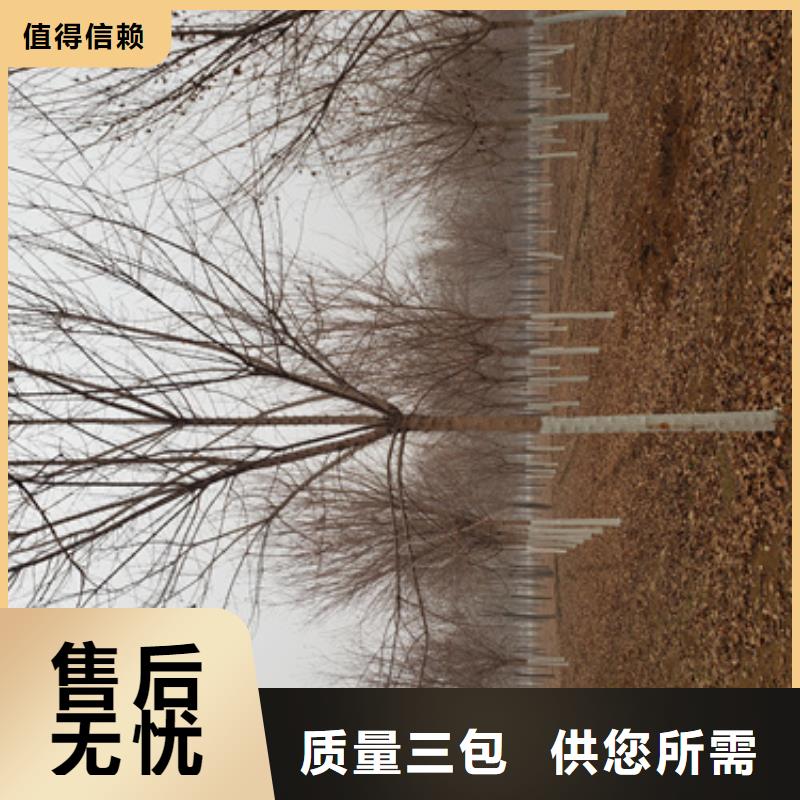 黄金槐视频-广东省江门市翌昊黄金槐可服务区域鹤山|蓬江|河源|湛江|佛山|潮州|梅州等