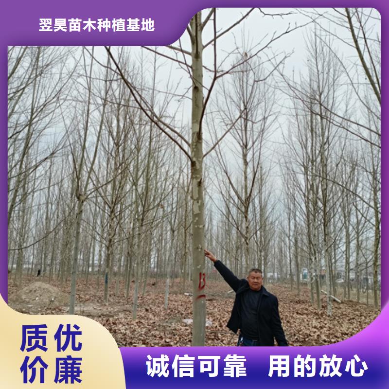 黄金槐视频-黄金槐|内蒙古阿拉善市|乌海|赤峰|乌兰察布|呼伦贝尔|鄂尔多斯