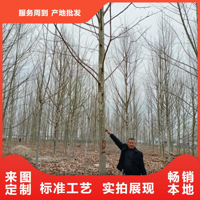 发货速度快的法桐供货商