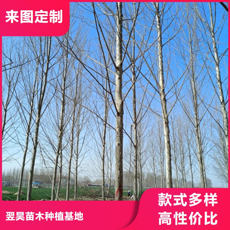黄金槐视频-广东省江门市翌昊黄金槐可服务区域鹤山|蓬江|河源|湛江|佛山|潮州|梅州等