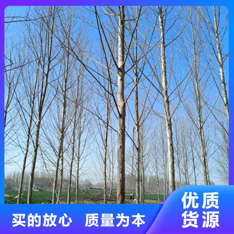 法桐美国红枫品质保障售后无忧