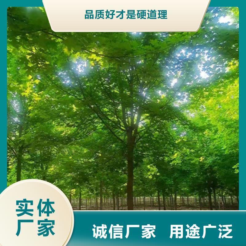 法桐黄金槐按需定制真材实料