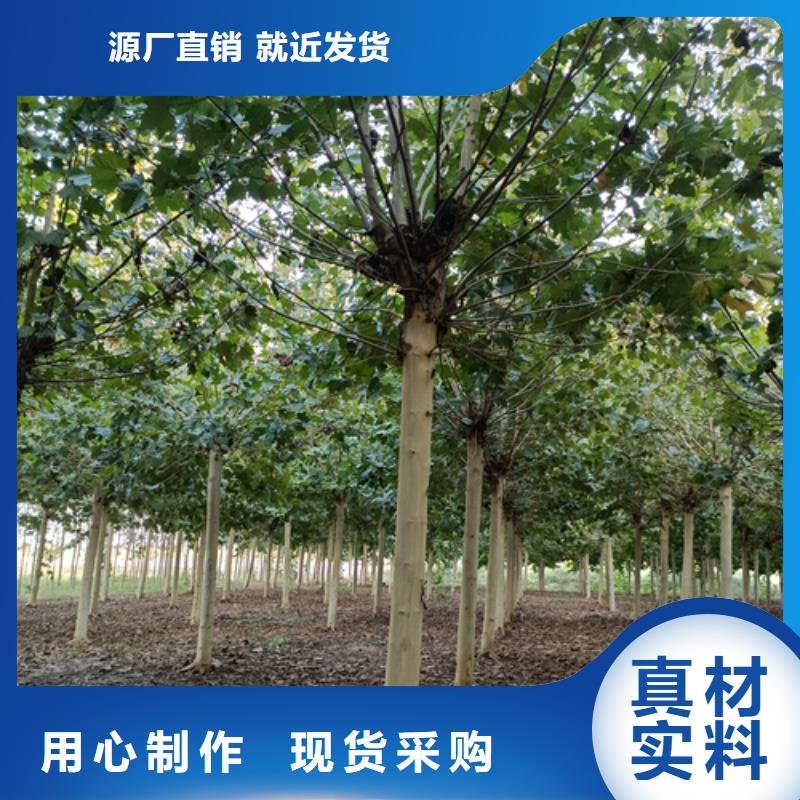 法桐金叶槐丰富的行业经验