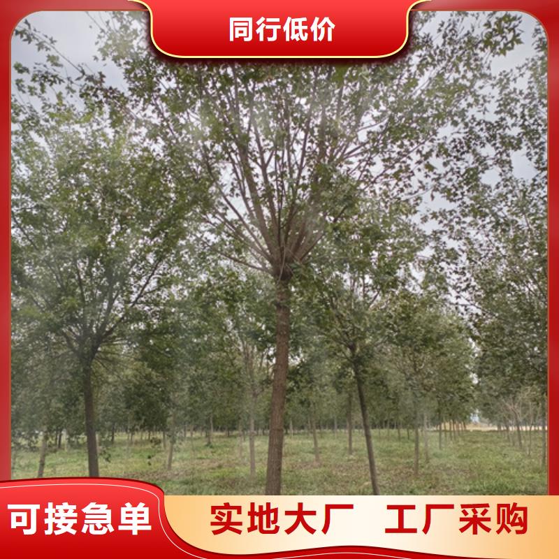 法桐金叶槐丰富的行业经验