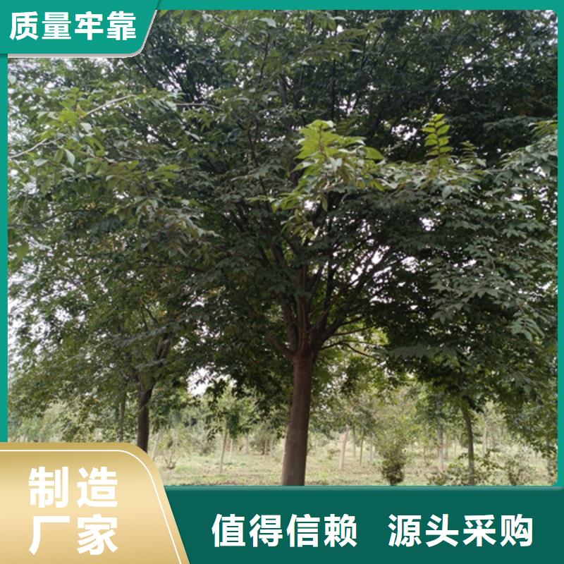 造型法桐量大从优绿化苗木