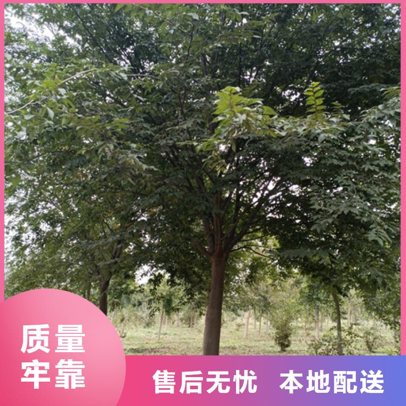 造型法桐放心选择绿化乔木