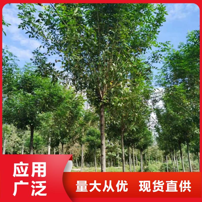 黄金槐视频-黄金槐|内蒙古阿拉善市|乌海|赤峰|乌兰察布|呼伦贝尔|鄂尔多斯