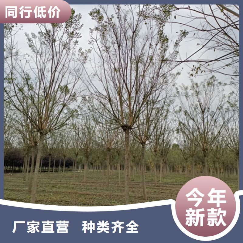 法桐-五角枫一站式厂家