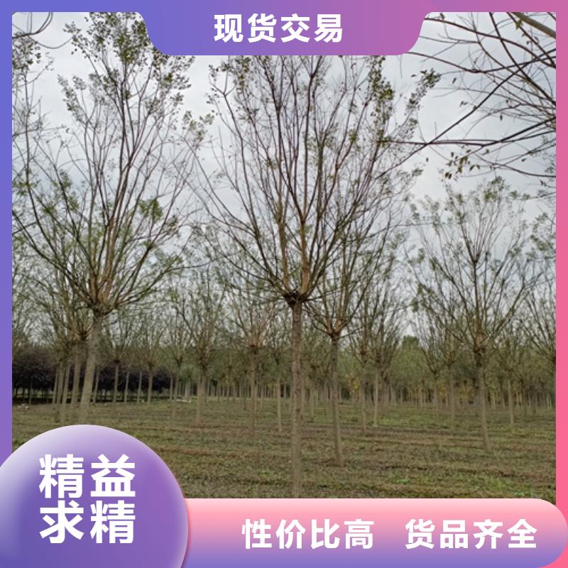 法桐小苗可在线咨询价格