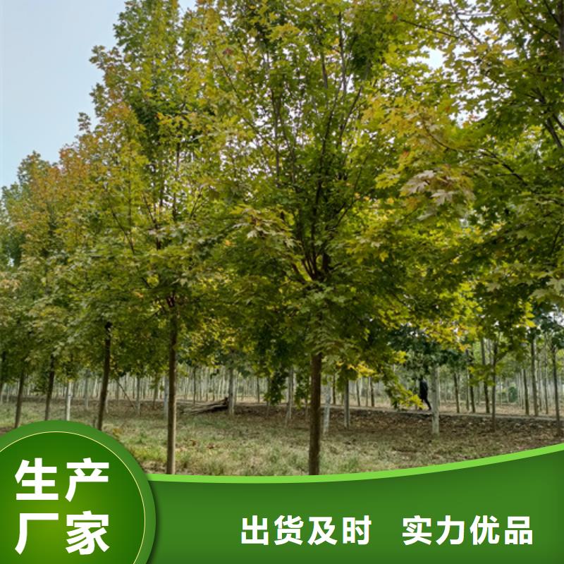 法桐截杆发帽支持定制