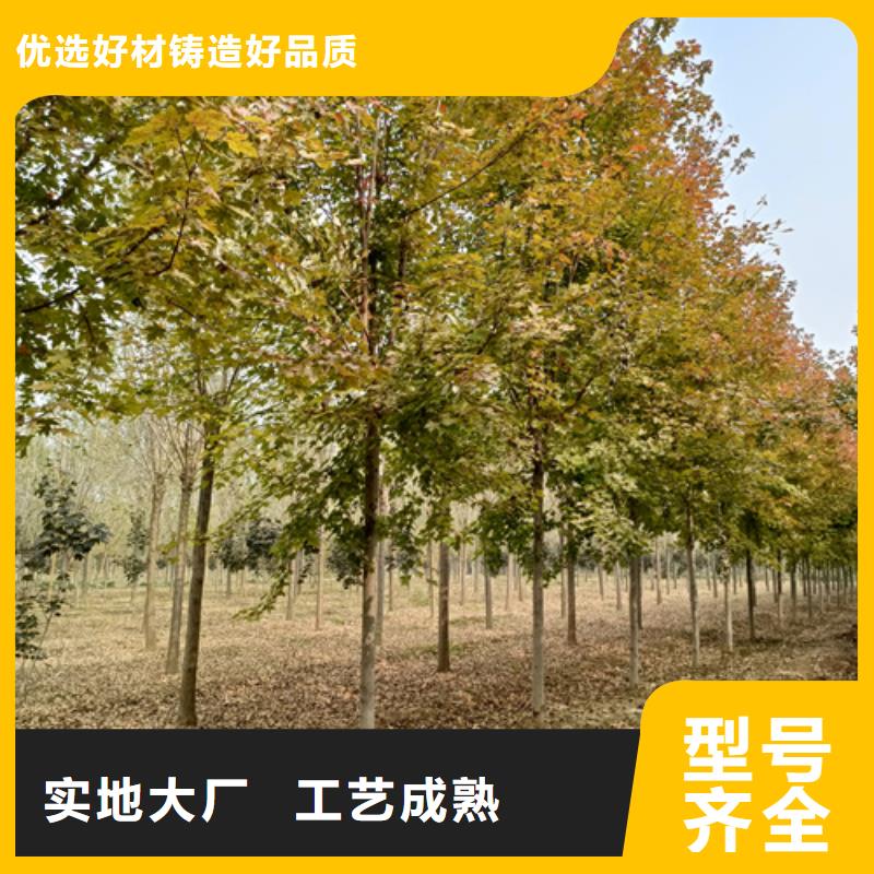 法桐金叶复叶槭现货齐全售后无忧