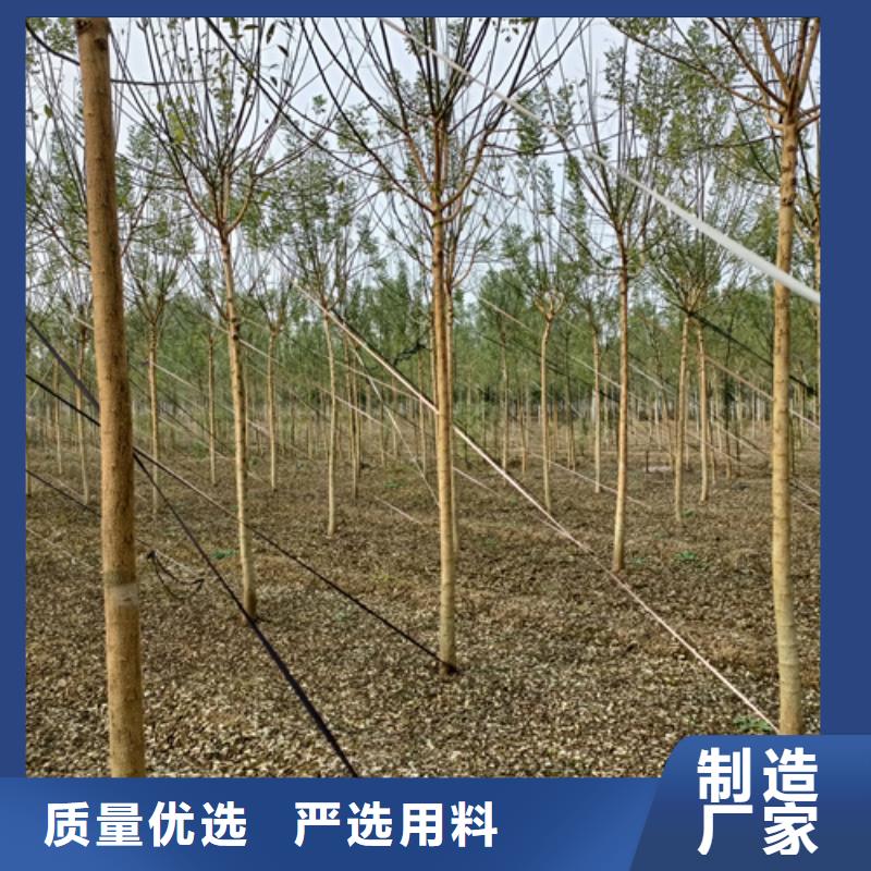 黄金槐视频-广东省江门市翌昊黄金槐可服务区域鹤山|蓬江|河源|湛江|佛山|潮州|梅州等