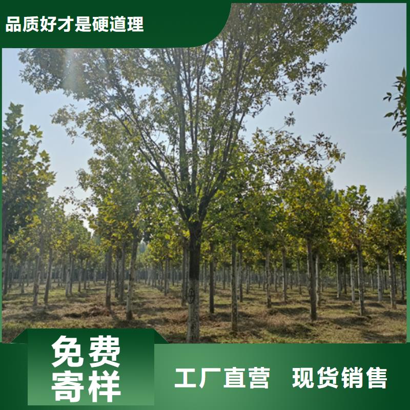 发货速度快的法桐供货商