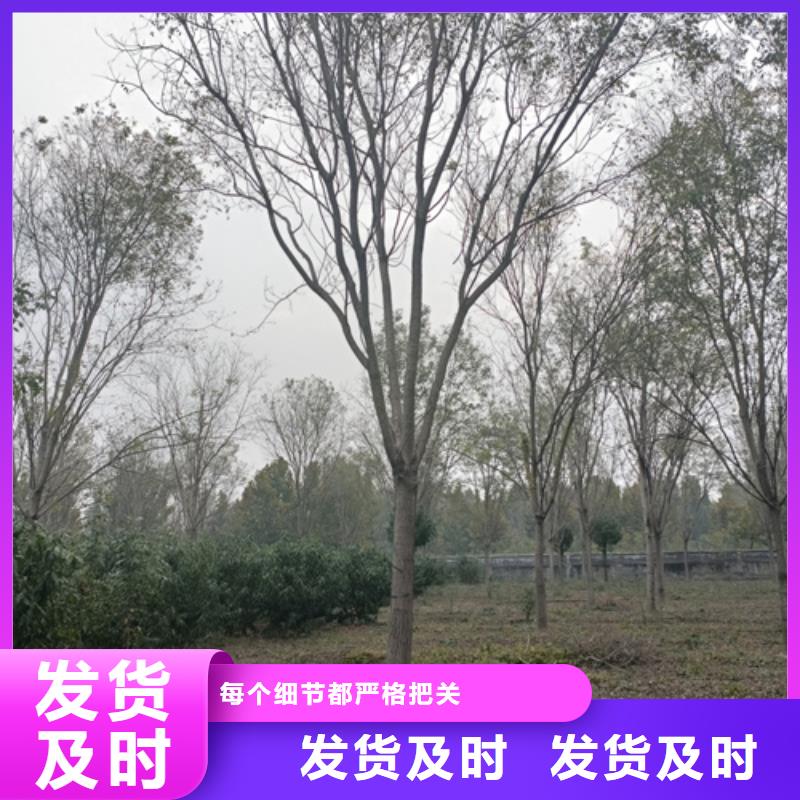 造型法桐放心选择绿化乔木