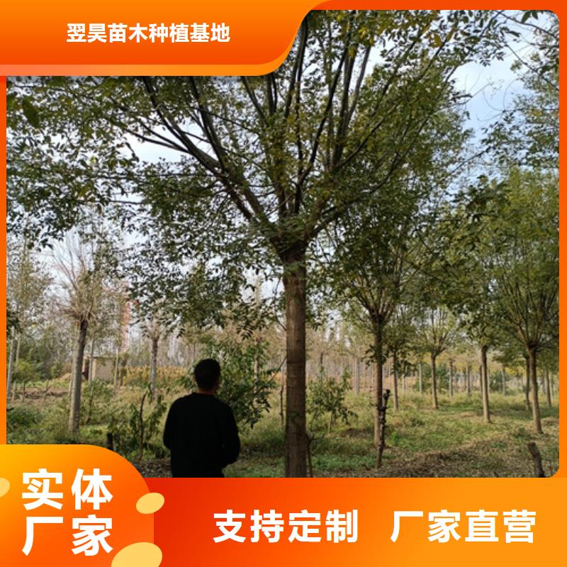 法桐白蜡严谨工艺