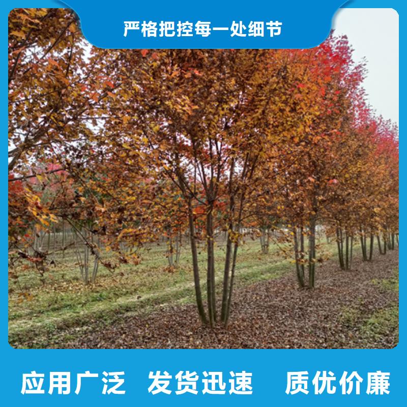 法桐自有生产工厂
