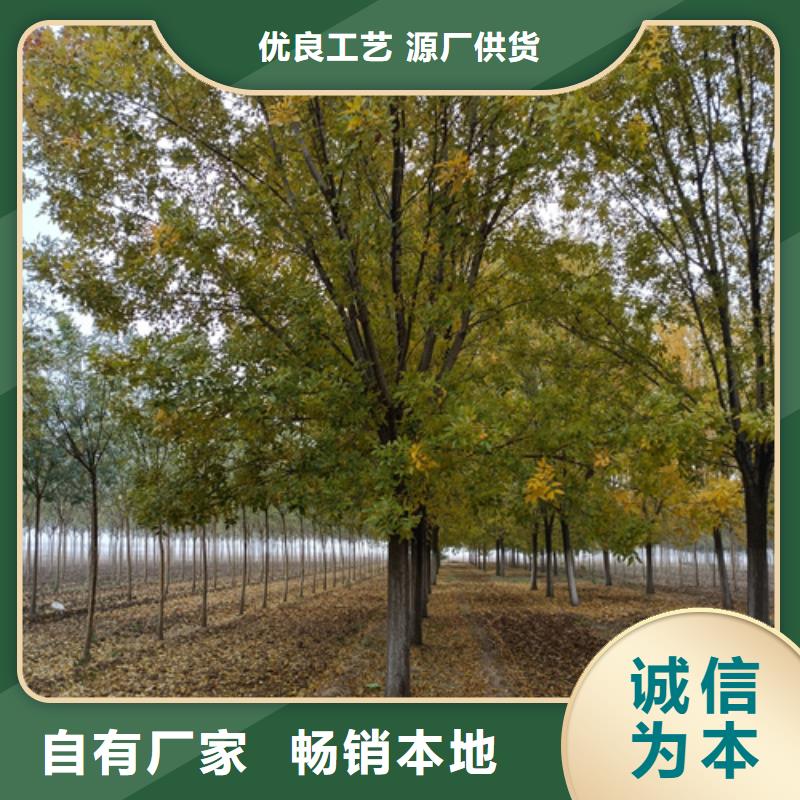 法桐美国红枫细节之处更加用心
