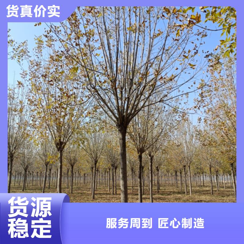 法桐金叶槐丰富的行业经验