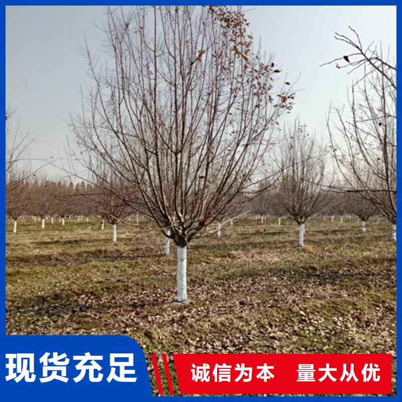 法桐自有生产工厂