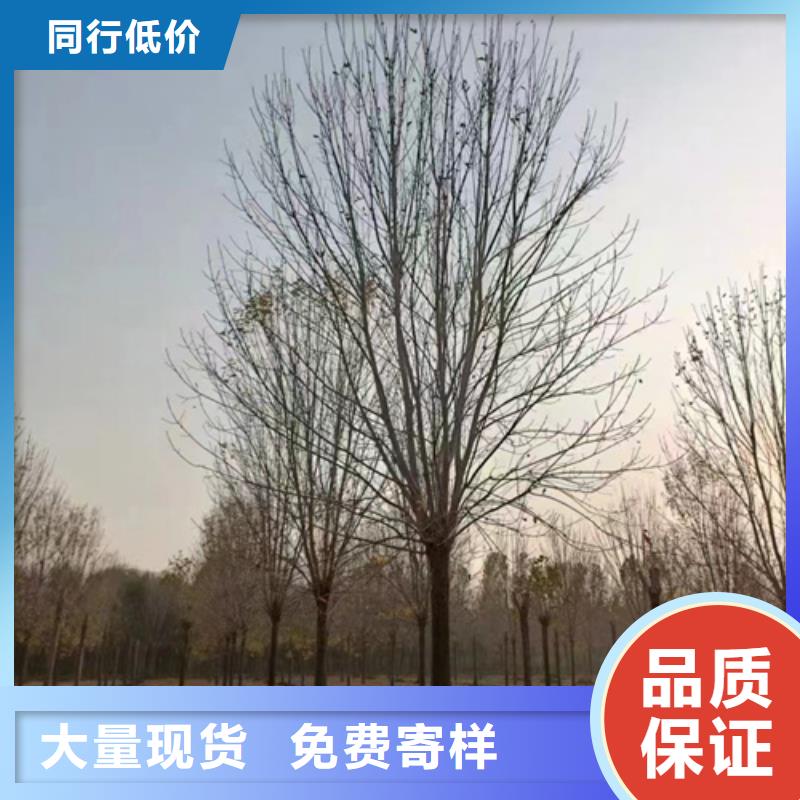法桐工艺成熟