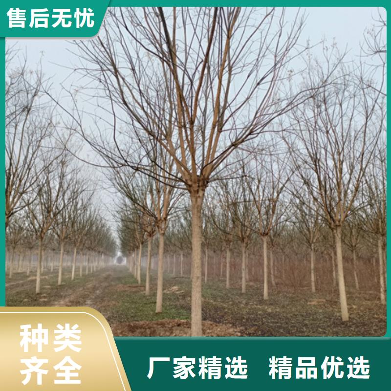 黄金槐视频-广东省江门市翌昊黄金槐可服务区域鹤山|蓬江|河源|湛江|佛山|潮州|梅州等