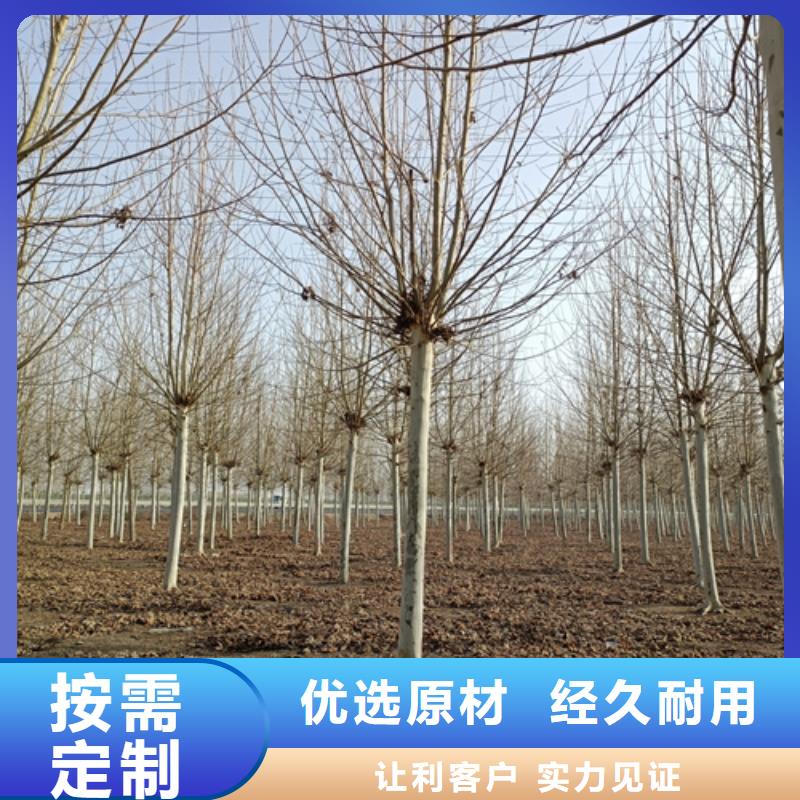 发货及时的法桐供货商