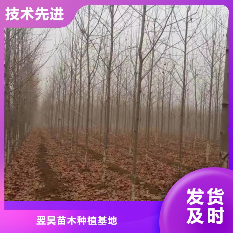 法桐美国红枫质检合格发货