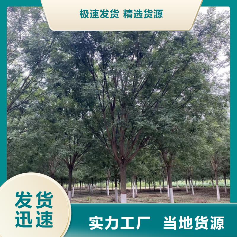 黄金槐视频-黄金槐|内蒙古阿拉善市|乌海|赤峰|乌兰察布|呼伦贝尔|鄂尔多斯