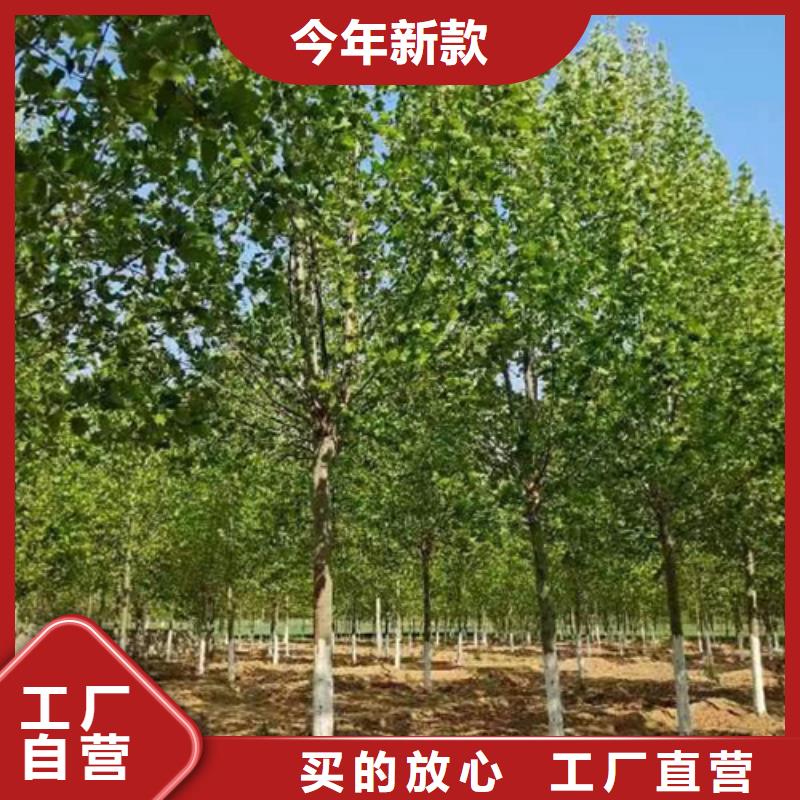 法桐白蜡优质原料