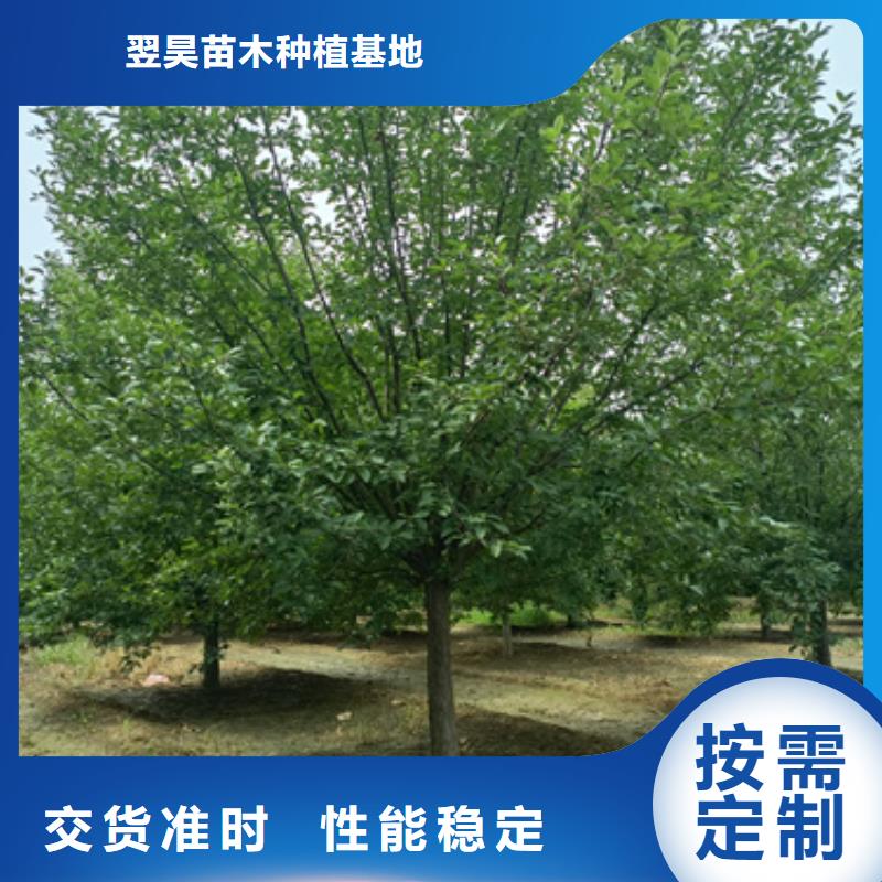 法桐美国红枫质检合格发货