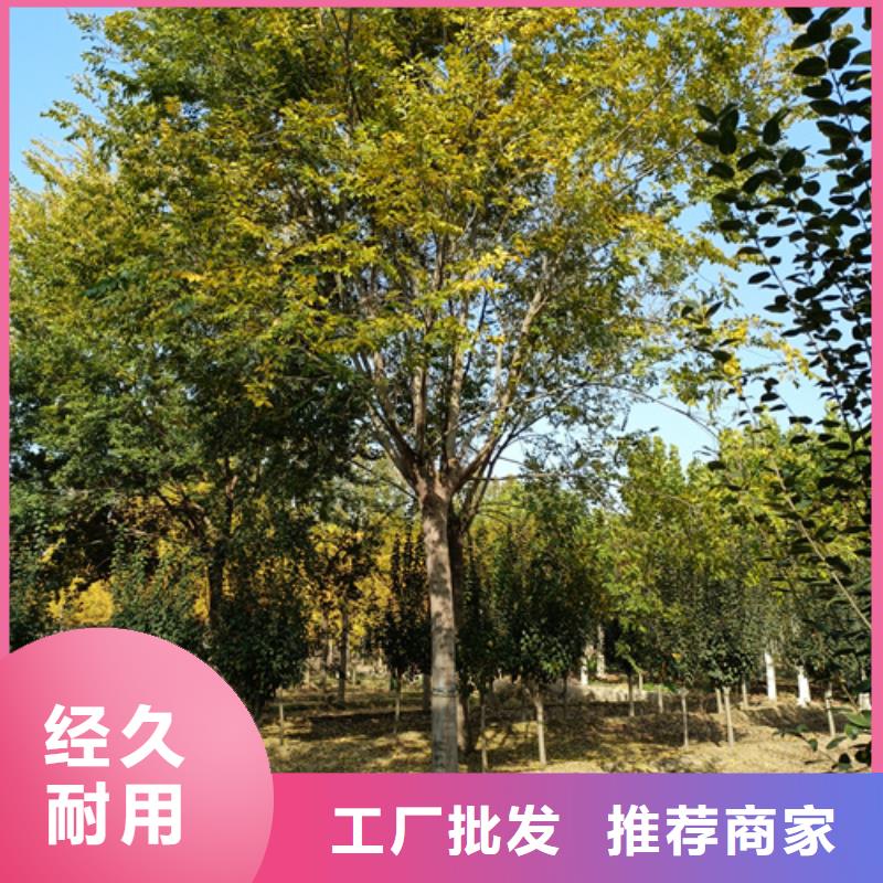法桐黄金槐按需定制真材实料
