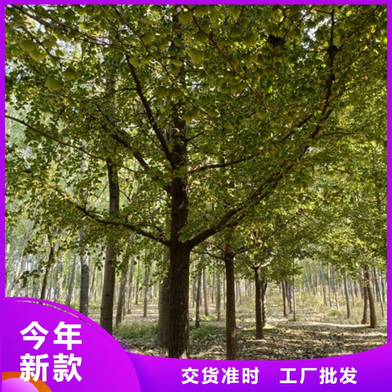 法桐白蜡严谨工艺