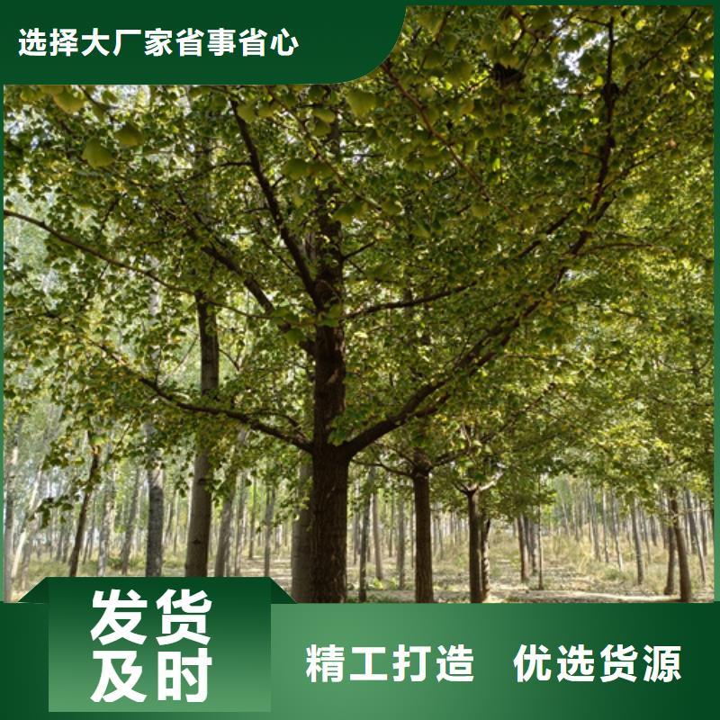 法桐生产基地