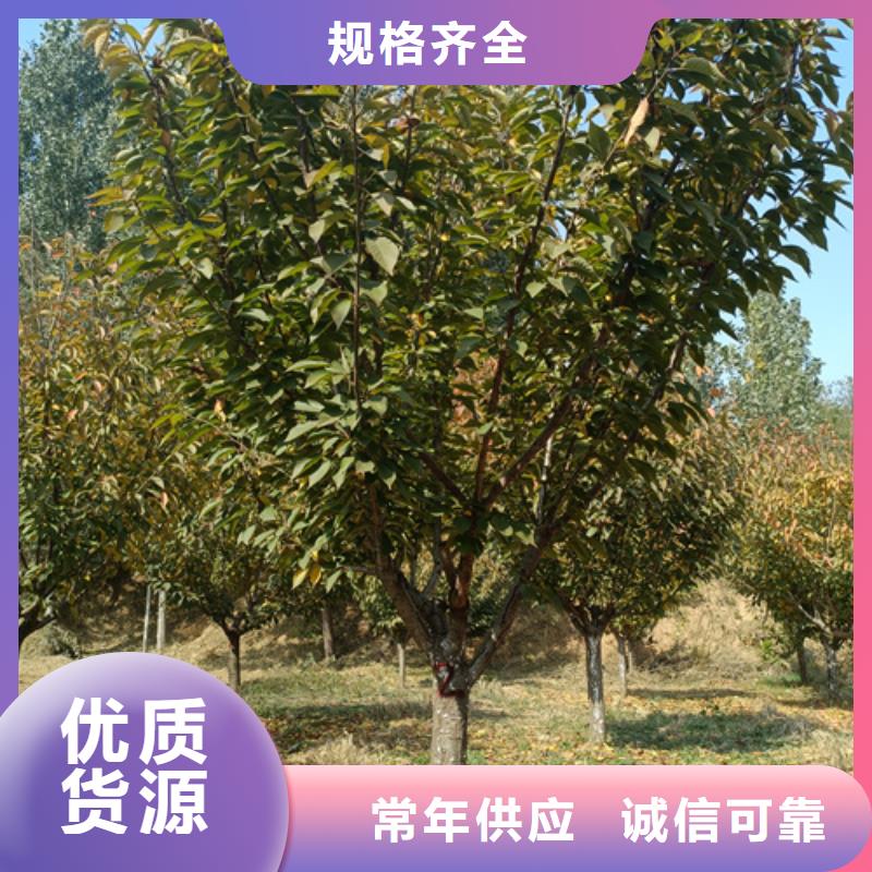 法桐五角枫专业生产品质保证