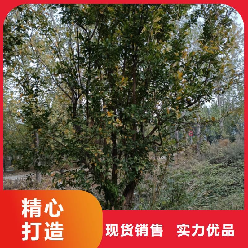 黄金槐视频-黄金槐|内蒙古阿拉善市|乌海|赤峰|乌兰察布|呼伦贝尔|鄂尔多斯
