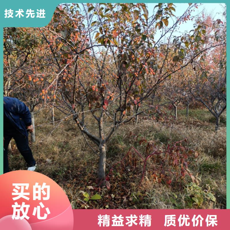 #造型法桐#欢迎来电咨询
