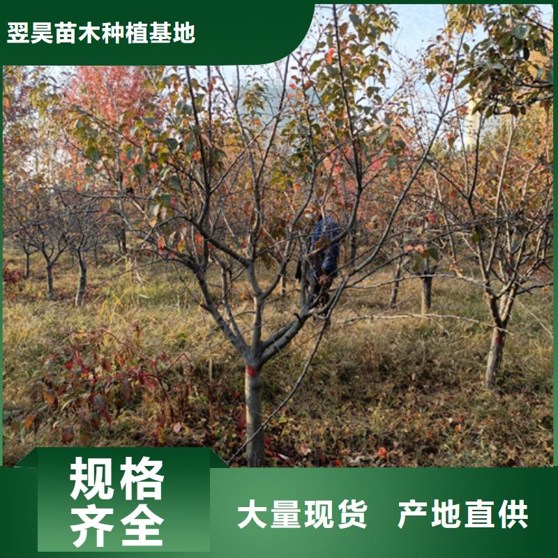 法桐炫丽海棠种类多质量好
