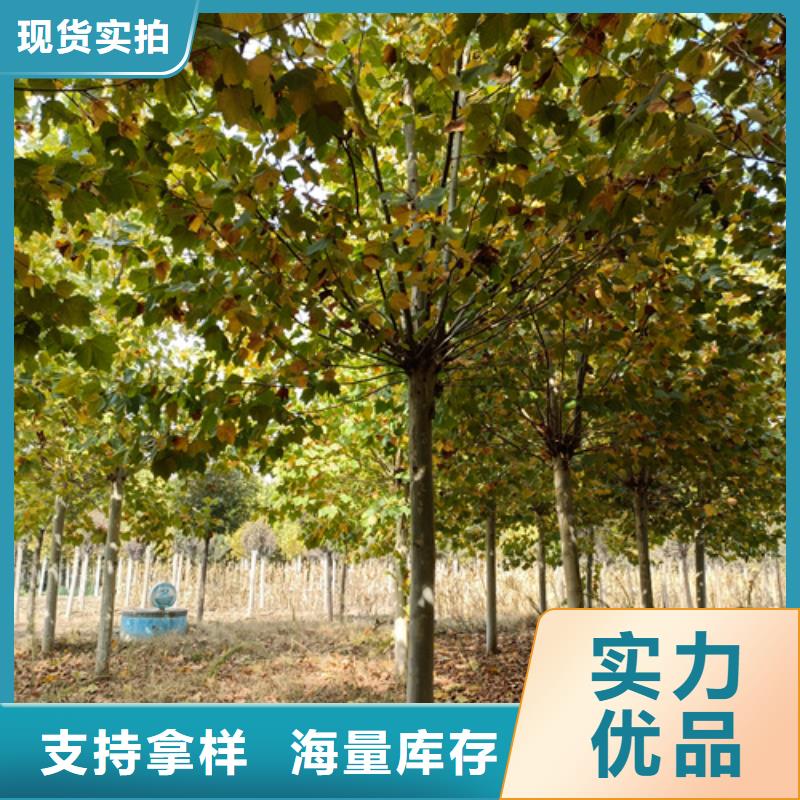 法桐小苗可在线咨询价格
