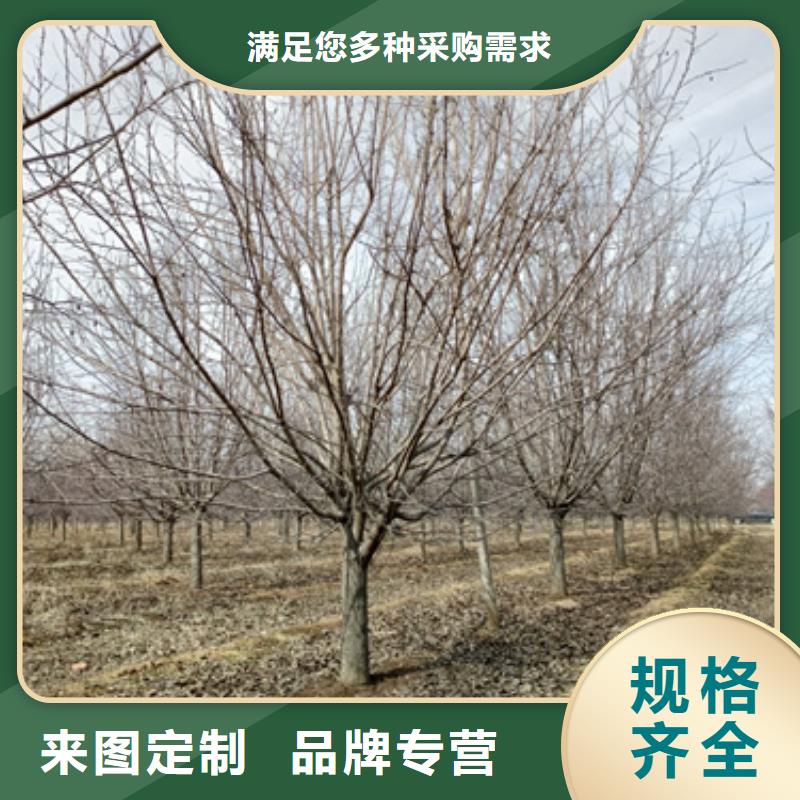 法桐_美国红枫拒绝伪劣产品