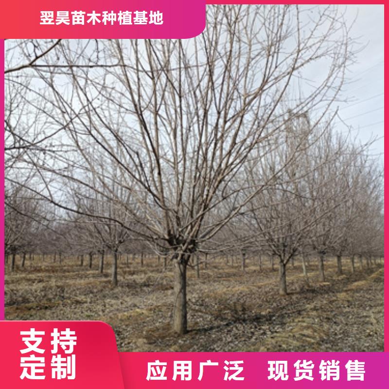 法桐_美国红枫拒绝伪劣产品