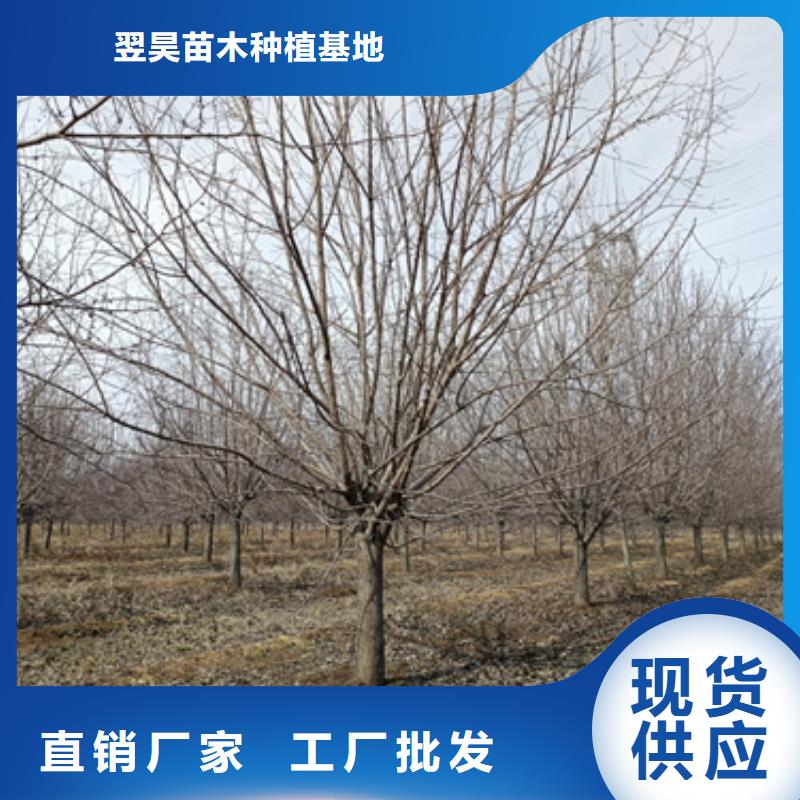 法桐美国红枫客户好评