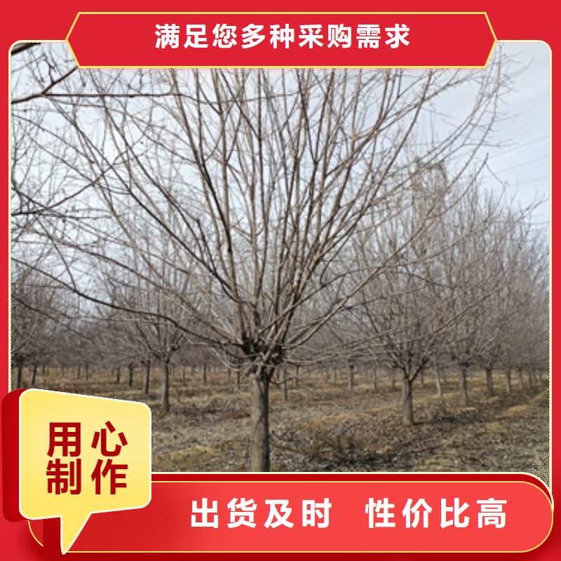 法桐生产基地