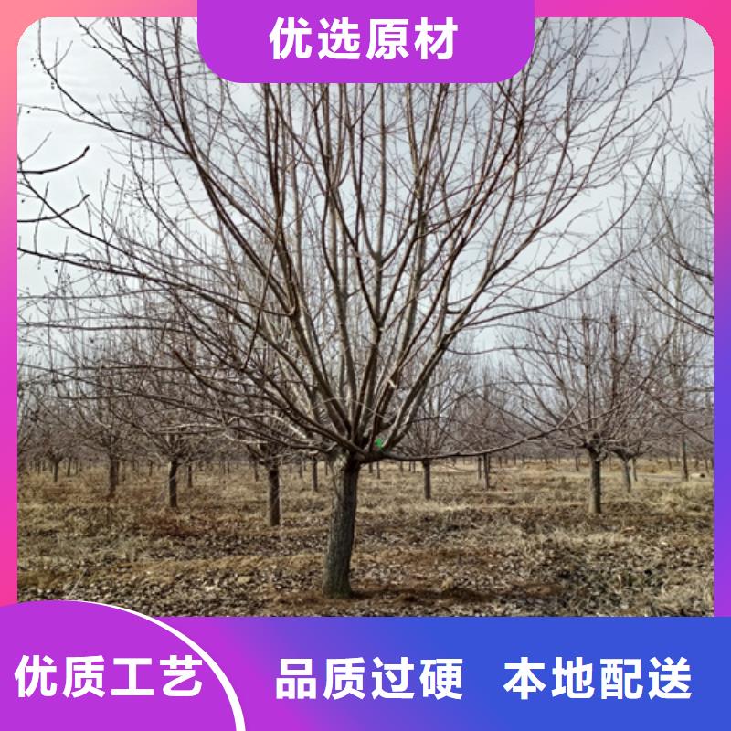 法桐美国红枫客户好评