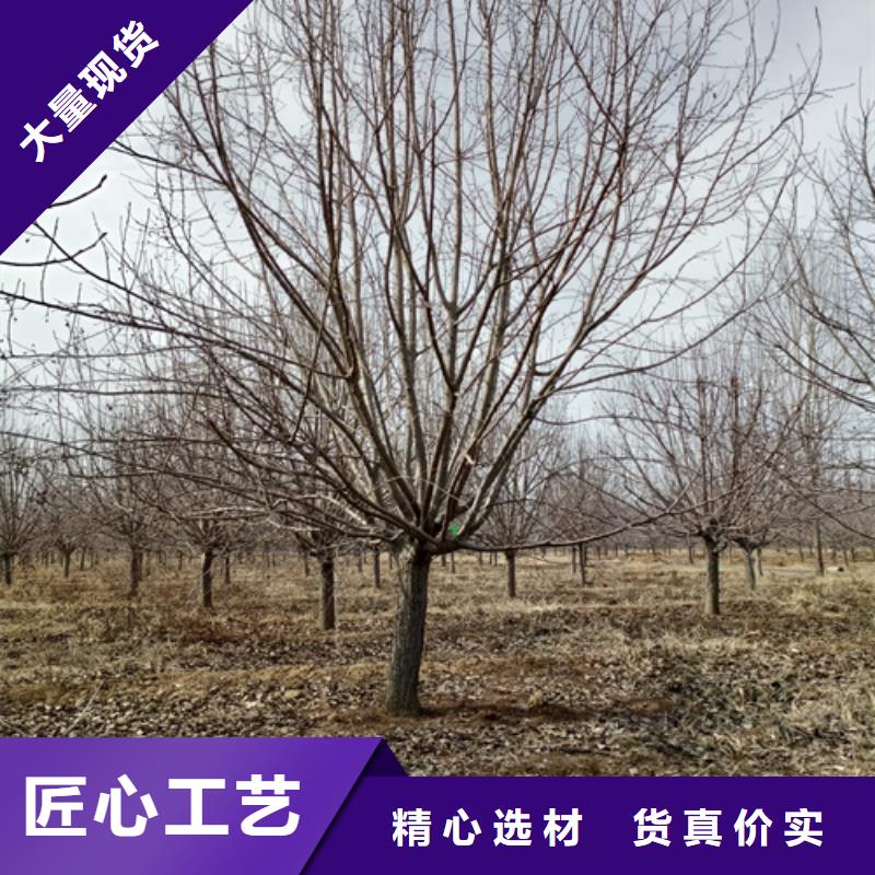 法桐生产基地
