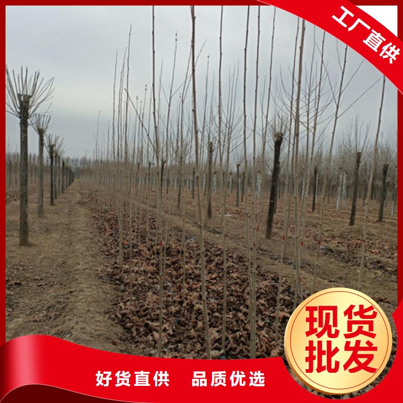 法桐美国红枫客户好评