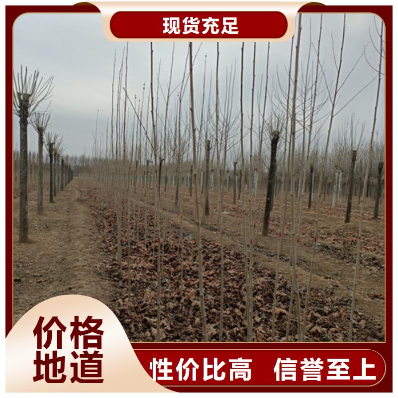 法桐美国红枫细节之处更加用心