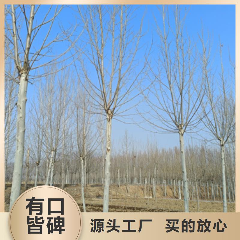法桐_美国红枫拒绝伪劣产品