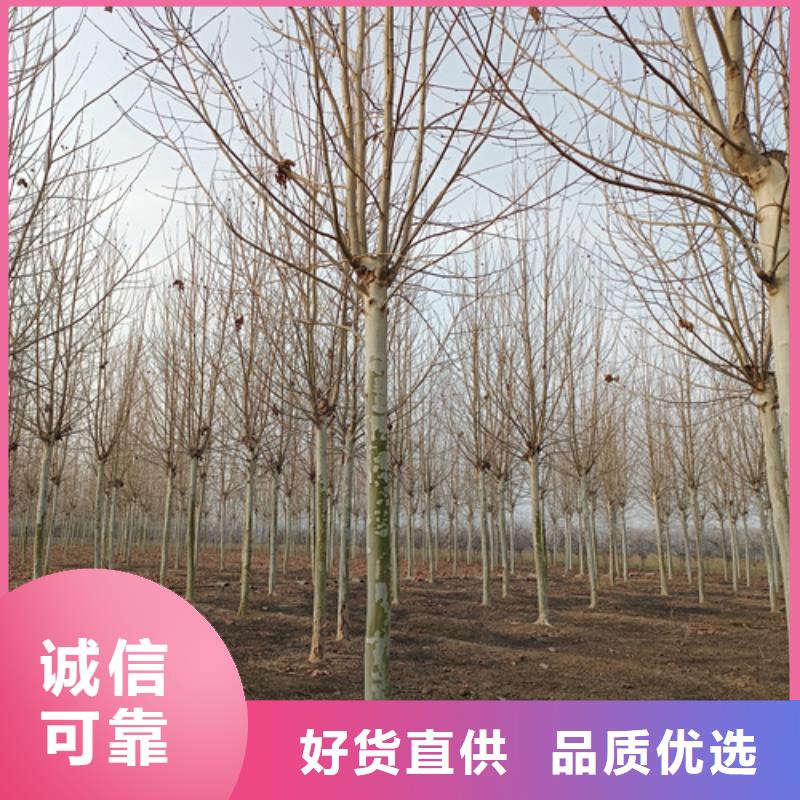 法桐西府海棠库存量大
