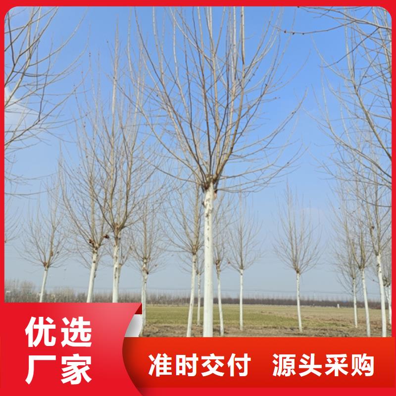法桐西府海棠库存量大